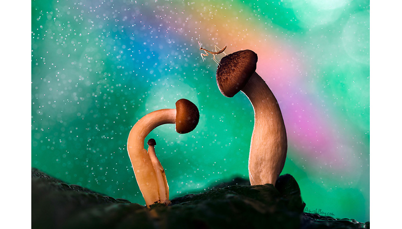 Illustration for article titled Can You Believe These Insect Fantasyland Photos Were Shot On Someone's Kitchen Table?